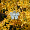 FlowerPower Clip / CrystalMint