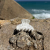 Round Clip / SeaShellWhite M