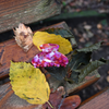 Round Clip / PumpkinPlum M