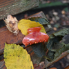 Round Clip / Terracotta M