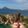 Butterfly Clip / WildLeo