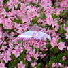 Round Clip / PearlBloomDiamond L