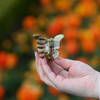 Butterfly Clip / HoneyLeaf