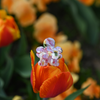 FlowerPower Clip 2er Set / FlowerParadise Mini