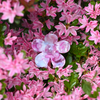FlowerPower Clip / PearlBloom