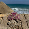 Wave Clip / PinkAura L